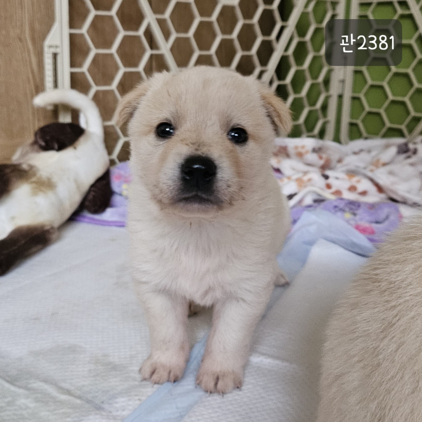 고양시동물보호센터_441394202302381